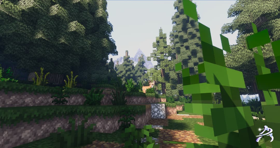 Image d'une forêt